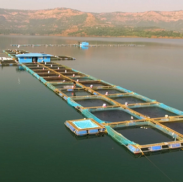 Cambay Tiger Bridging the Seafood Gap with Sustainable Aquaculture During the Indian Fishing Ban